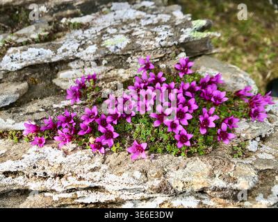 Nahaufnahme von Bright Pink Saxfrage (Saxifraga oppositifolia) in den felsigen Schweizer Alpen Stockfoto