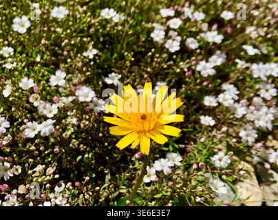 Leuchtend gelbe Krautblume zwischen kleinen weißen Blüten in der Schweizer Landschaft Stockfoto