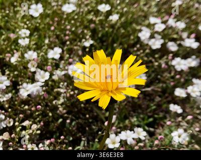 Leuchtend gelbe Krautblume zwischen kleinen weißen Blüten in der Schweizer Landschaft Stockfoto