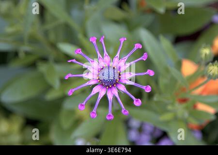 Leuchtend violettes Osteospermum „Pink Whirls“ African Daisy in voller Blüte, mit einzigartigen löffelförmigen Blütenblättern vor einem weichen grünen Gartenhintergrund. Stockfoto