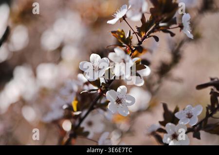 Kirschpflaume (Prunus cerasifera) Stockfoto
