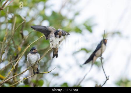 Scheune Schwalbe Hirundo rustica, Adult Provisioning Chicks, Skomer, Pembrokeshire, UK, August Stockfoto