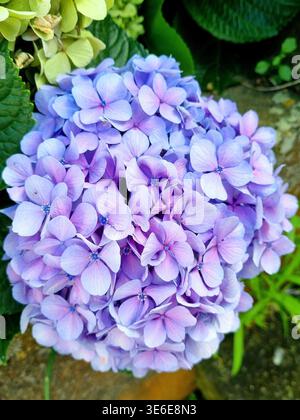 Lilafarbene Hortensie Macrophylla blüht auf der Insel Terceira auf den Azoren, Portugal Stockfoto