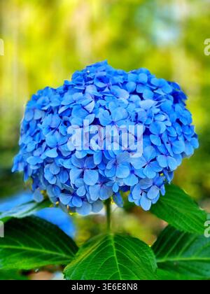 Eine kugelförmige Blüte einer hellblauen Hortensie Macrophylla auf der Insel Terceira auf den Azoren, Portugal Stockfoto