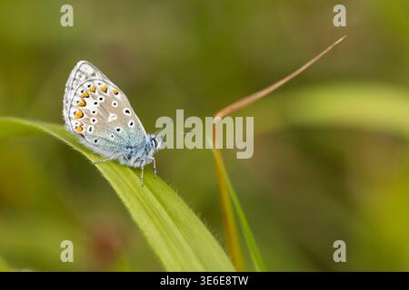 Gewöhnliches blaues Polyommatus icarus, männliche Imago-Unterbringung auf Vegetation, Forest of Dean, Gloucestershire, Großbritannien, Mai Stockfoto