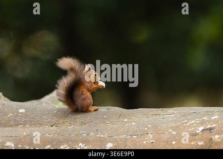 Eurasisches Rothörnchen Sciurus vulgaris, Erwachsene auf der Suche nach Nahrungsmitteln, Brownsea Island, Dorset, Vereinigtes Königreich, Oktober Stockfoto