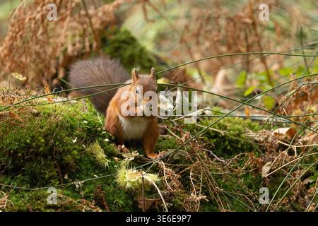 Eurasisches Rothörnchen Sciurus vulgaris, Erwachsene auf der Suche nach Nahrungsmitteln, Brownsea Island, Dorset, Vereinigtes Königreich, Oktober Stockfoto