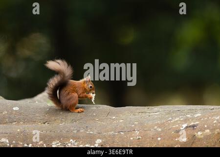 Eurasisches Rothörnchen Sciurus vulgaris, Erwachsene auf der Suche nach Nahrungsmitteln, Brownsea Island, Dorset, Vereinigtes Königreich, Oktober Stockfoto