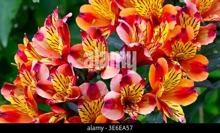 Nahaufnahme von leuchtenden orangen Alstroemeria-Blüten mit Tautropfen auf den Blütenblättern und auffälligen Farben und komplizierten Mustern Stockfoto