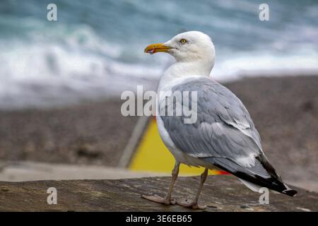 Europäische Heringsmöwe, die auf einer Steinmauer am Meer steht. Küstentiere mit blauem Ozean Hintergrund in der Normandie, Frankreich. Klares Vogelporträt. Stockfoto