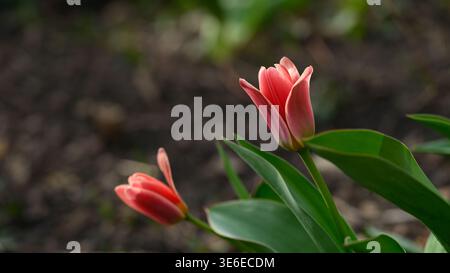 Zwei elegante pinkfarbene Tulpen blühen in einem Frühlingsgarten mit einem weichen, verschwommenen Hintergrund. Nahaufnahme. Stockfoto