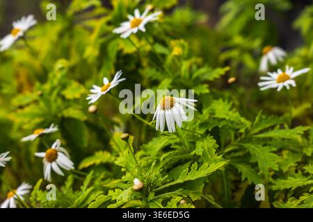 Ansammlung wilder Gänseblümchen mit weißen Blüten und gelben Zentren auf Madeira, Portugal. Natürliches Licht, geringe Schärfentiefe, einige Blüten biegen ge Stockfoto