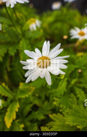 Eine einzelne weiße Gänseblümchen mit goldenem Zentrum sitzt auf Madeira vor gezacktem grünen Laub. Die geringe Tiefe des Feldes bildet ein cremiges Bokeh, das auf mehr d Stockfoto