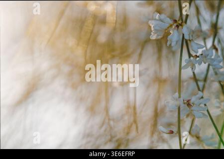 Weiße Wildblumen, die im warmen Sonnenuntergangslicht leuchten Stockfoto