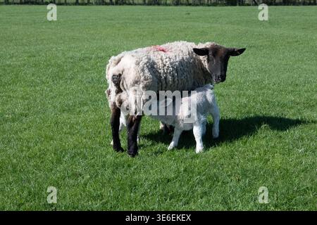 Ein Lamm, das ein Schaf säugt, Warwickshire, Großbritannien Stockfoto