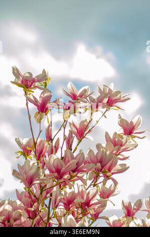 Nahaufnahme einer blühenden Magnolie mit rosa Blütenblättern gegen bewölktem Himmel. Stockfoto