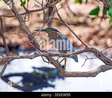 Ein gestreifter Reiher in einem Mangrovenbaum im Kakadu-Nationalpark in Australien Stockfoto