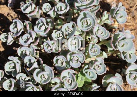 Sedum cauticola "Coca-Cola". Nahaufnahme des Felsenbewohnens Steinkraut Laub im Frühjahr mit fleischigen Blättern, blaugrün mit rosa Färbung. Stockfoto