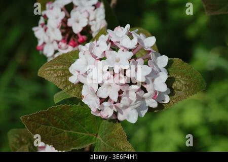 Viburnum carlesii. Nahaufnahme von duftenden kleinen weißen Pfeilholzblüten und hellrosa Knospen. Stockfoto