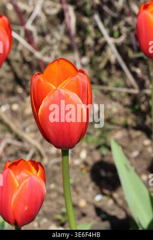 Tulipa „Abu Hassan“. Einzelne Nahaufnahme einer scharlachroten roten Tulpenblüte mit gelben Blütenblatträndern. Stockfoto
