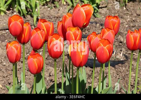 Tulipa „Abu Hassan“. Eine Gruppe von scharlachroten Tulpenblüten mit gelben Blütenrändern im Frühjahr. Stockfoto