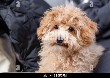 Ein süßer brauner Pudel-Pudel-Welpe sitzt in den Armen einer Person. Haustier, Welpe, Hund, Haustier Stockfoto