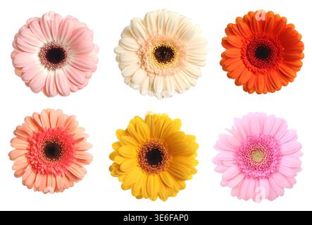 Bunte Gerbera Blumen isoliert auf weiß, Set. Frühlingssaison Stockfoto