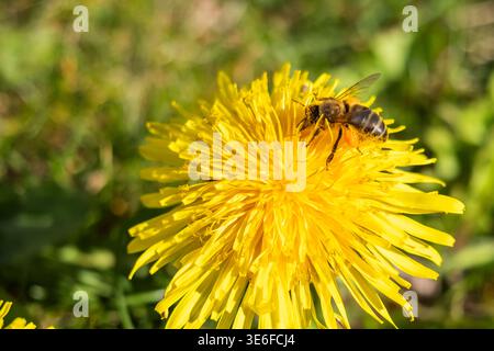 Nahaufnahme einer Biene, die Pollen auf einer hellgelben Löwenzahn-Blume sammelt, im Frühlingssonnenlicht, mit weichem grünem Bokeh-Hintergrund, die Bestäubung A zeigt Stockfoto