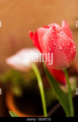 Nahaufnahme einer roten Tulpenblume, bedeckt mit Süßwassertröpfchen, mit geringer Tiefe des Feldes und warmem Bokeh Hintergrund, fördert Frühling, Frische Stockfoto