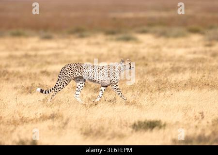 Ein einsamer Gepard (Acinonyx jubatus), der durch die trockenen Grasebenen auf der Suche nach Beute im Ndutu Conservation Area, Tansania, wandert. Stockfoto