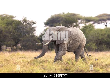 Ein großer afrikanischer Elefantenbulle (Loxodonta africana), der durch den Akazienbüsch von Ndutu, Tansania, wandert. Stockfoto
