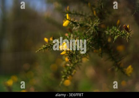 Nahaufnahme von Ginster (Ulex / Gemeiner Ginster) leuchtend gelbe Blüten auf spitzen grünen Zweigen im Sonnenlicht Stockfoto