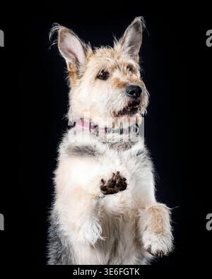 Niedlicher Hund, der die Pfote isoliert auf schwarzem Hintergrund für Training und Haustierpflege-Konzept Stockfoto