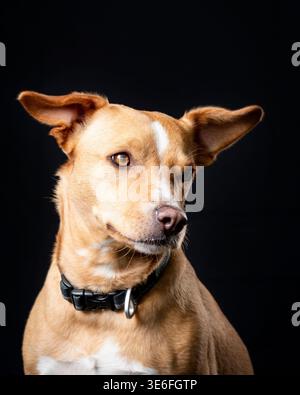 Porträt eines braunen Mischhundes mit Alarmohren isoliert auf schwarzem Hintergrund Stockfoto