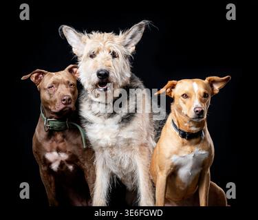 Drei Hunde sitzen zusammen auf schwarzem Hintergrund – Gruppenporträt des Haustiers Stockfoto