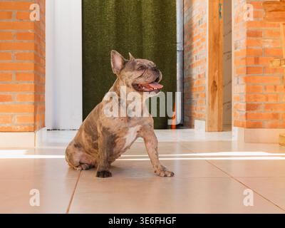 Brindle French Bulldog sitzt geduldig auf Fliesenboden in der Nähe einer Ziegelwand. Der Hund sieht entspannt aus mit offenem Mund und fröhlichem Ausdruck. Warmes Sonnenlicht Stockfoto