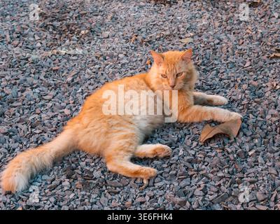 Eine rötlich-braune Tabbykatze liegt auf dem Kies, die Augen sind halb geschlossen und völlig entspannt. Das Sonnenlicht hebt sein flauschiges Fell hervor. Die Szene erfasst einen Stockfoto
