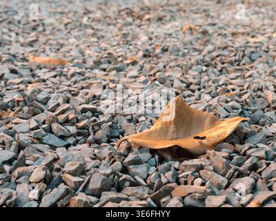 Einzelnes getrocknetes Blatt ruht auf grauen Kiessteinen. Herbstszene mit gedämpften Erdtönen. Texturen zeigen natürlichen Zerfall und Stille. Für saisonale Themen verwenden Stockfoto