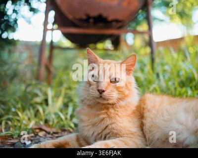 Orangene Tabby-Katzen-Lounges im sonnendurchfluteten Gras. Das Fell leuchtet warm unter natürlichem Licht. Die Augen blicken ruhig, entspannt und neugierig. Hintergrund ist ein rustikaler Garten Stockfoto