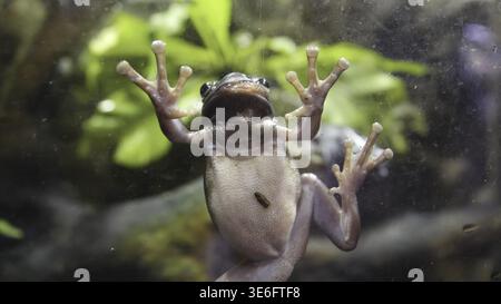Tropischen grünen Frosch in einem Aquarium. Close up Unterwasser eines Afrikanischen Frosch. Frosch klemmt auf der Glasscheibe im Aquarium Stockfoto