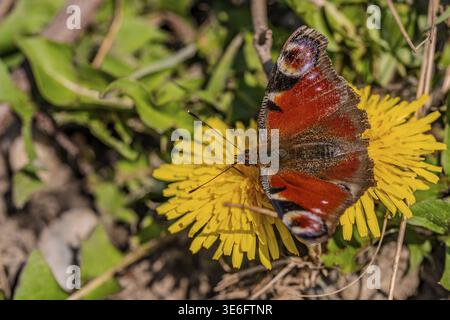 Ein Pfauenfalter (Aglais io) mit bunten Flügeln sitzt auf einer gelben Löwenzahnblume (Taraxacum officinale). Es ist Frühling und der Garten ist voller Stockfoto