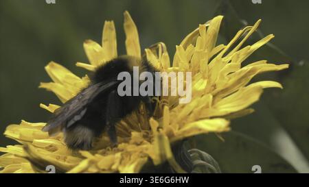 Flauschige Hummel sammelt im Sommer Nektar auf gelben Löwenzahnblüten. Nahaufnahme eines gefährlichen Insekts, das auf einem gelben Blumenkopf krabbelt Stockfoto
