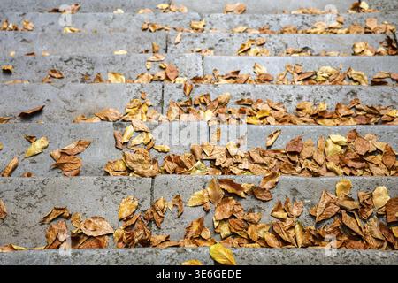 Trockenes braunes und gelbes Herbstlaub, das sich auf grauen Betonstufen verstreut und die Herbstsaison vor einem Gebäude darstellt Stockfoto