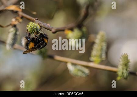Eine Hummel (Bombus terrestris) hängt kopfüber an einem Zweig und sammelt Nektar von einer Blume. Die Szene ist im Frühling mit frischen Blättern und Sonnenlicht Stockfoto