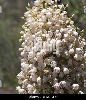 Nahaufnahme von vielen Blüten der Mojave Yucca oder Spanisch Dolch Baum in Anzo-Borrego Wüste Stockfoto