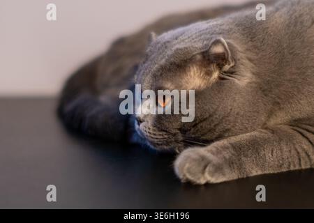 Nahaufnahme einer grauen schottischen Faltkatze, die wegschaut Stockfoto