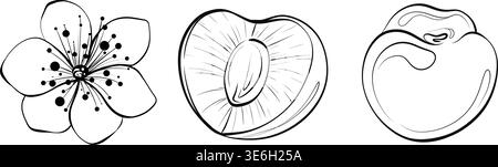 Kirsch und Blüte Border Elements Line Art Vektor, Schwarz und weiß Blumenrahmen Set, Dekorative Outline Clipart Stock Vektor