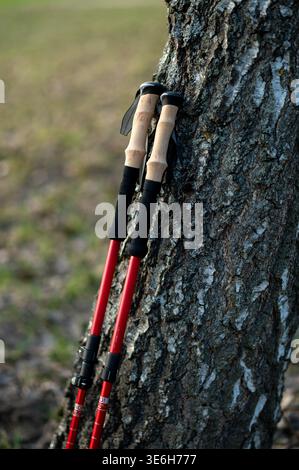 Trekkingstöcke mit Korkgriffen auf einem Waldgrund mit grünem Gras und trockenen Blättern. Sportgeräte für Wanderungen und Fitness im Freien in der Frühphase Stockfoto