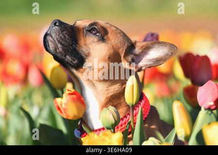 Brauner Mischhund mit gewebtem Paracord-Kragen, der auf einem farbenfrohen Tulpenfeld sitzt Stockfoto