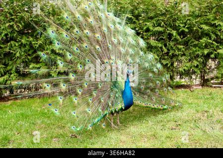 Männlicher indischer Pfau zeigt lebhafte Farben Stockfoto